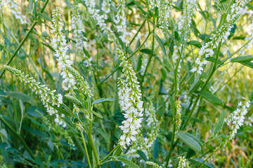 Melilotus albus flowers on meadow