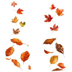A collection of falling autumn leaves