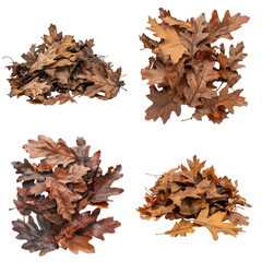 Four Collections of Dried Oak Leaves