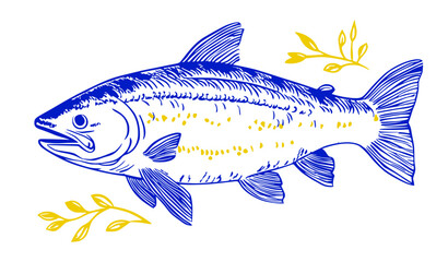 Salmon vector Illustration.