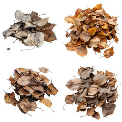 Four Piles of Dried Autumn Leaves