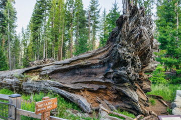 Sequoia Fallen Monarch in the Mariposa Grove, Yosemite National Park