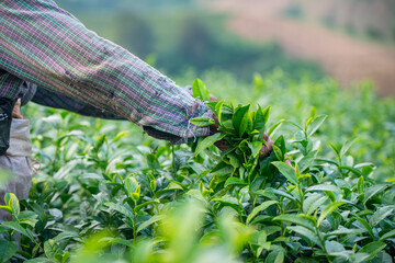 Tea garden farmers or worker wearing dresser work picking green tea leaves at tea plantation with...