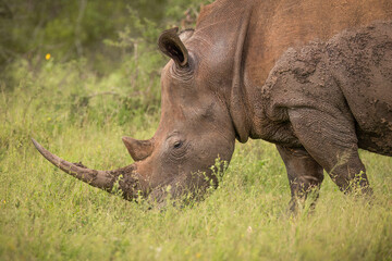 Fototapeta premium A white rhino with a large horn in close up and covered in mud to deter insect pests grazes calmly in the grassland and thorn bush environment it inhabits in a game reserve in Africa.