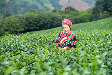 woman standing in a lush tea plantation, delicately picking tea leaves. She is dressed in...
