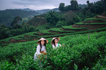 Beautiful women standing in a lush green tea field, likely in a rural area. They are wearing traditional conical hats and light-colored clothing with green tea platation background.