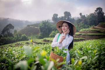 Beautiful women standing in a lush green tea field, likely in a rural area. They are wearing traditional conical hats and light-colored clothing with green tea platation background.