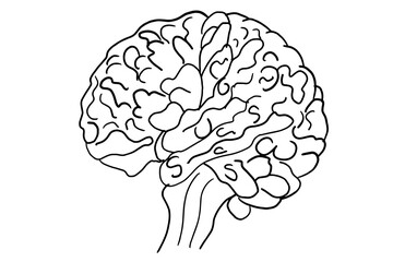 brain illustration, simple, drawing