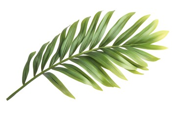 Green Palm Leaf Isolated on White Background
