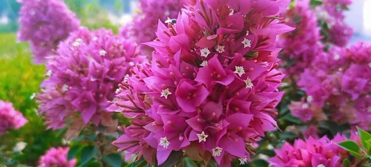 The beautiful Bougainvillea soectabilis flower is infested with a black bee. August 15th 2024 Qatar