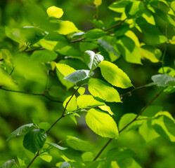 Green leaves on a tree in nature