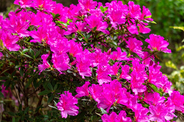 Pink azalea flowers in the park