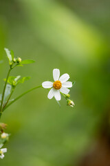 A delicate white flower with a bright yellow center, standing out against a vibrant green background.