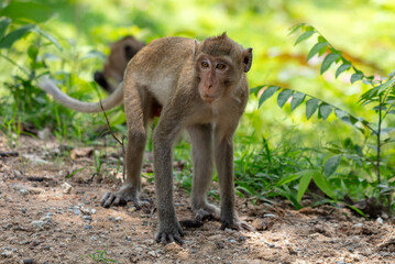 Monkey outdoors in a tropical park
