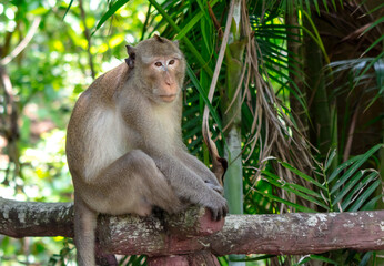 Monkey outdoors in a tropical park