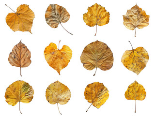 Collection of Dried Autumn Leaves with Veins