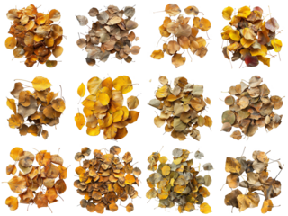 Twelve Piles of Dried Autumn Leaves