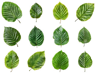 Twelve Green Leaves with Prominent Veins