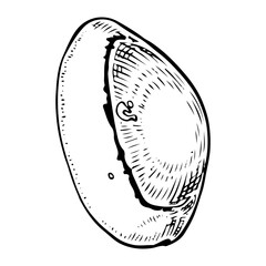 Sea shell sketch hand drawn. Cypraea coin gastropod. Shells of marine seashell. Souvenir from summer holiday on the beach. Vector graphics illustration. Clam porcelain snail.