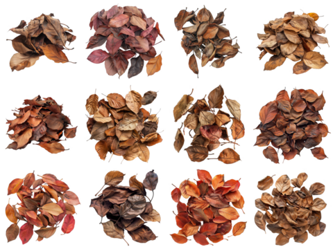 A Collection of Dried Leaves in Various Shades of Brown and Red