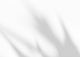 Shadow of leaves tree plant overlay on white wall. Sunlight effect shadow on the wall. Minimal blurred backdrop backgrounds. Summer tropical surface background.	