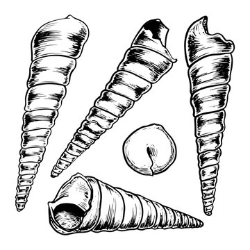 Set of sea shells sketch hand drawn. The shell of a sea creature is a seashell. Turritella underwater snail, gastropod. Summer holiday on the beach. Vector graphics illustration.