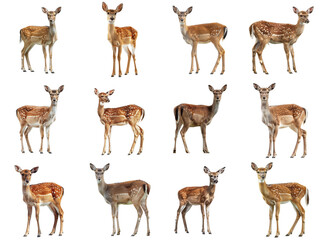 Naklejka premium Twelve Fawn Deer Standing Individually Against