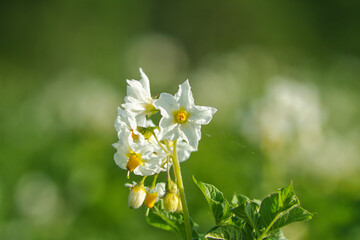 Ziemniak kwitnąca roślina uprawna białe kwiaty © KoLesfot