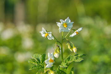 Ziemniak kwitnąca roślina uprawna białe kwiaty © KoLesfot