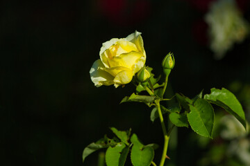 Róże piękne kwiaty w ogrodzie na rozmytym tle © KoLesfot