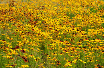 Pole kwiatów kolorowe piękne kwiaty gęsto rosnące tworzące kwiatowe tło © KoLesfot