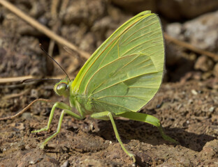 Obraz premium leaf butterfly on the soil