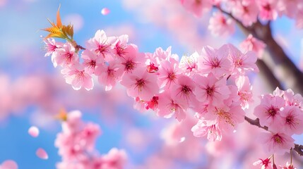 Close-up of a blooming cherry blossom tree, with vibrant pink petals and intricate branches. The background features a clear blue sky