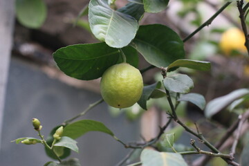 lemon on tree