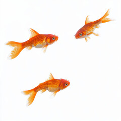Fototapeta premium goldfish isolated on white