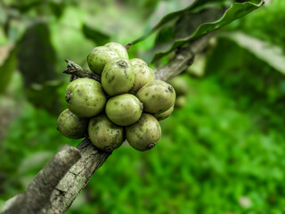 Young coffee (Coffea canephora) berries are not ready to be harvested during the day