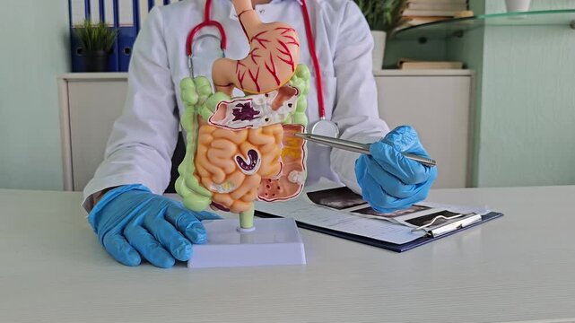 Doctor presents a detailed model of the human digestive system during a patient consultation concept