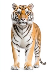 Obraz premium Majestic tiger stands confidently against a white background showcasing its strength and beauty