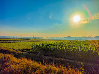 Landscape view of rice fields in the morning