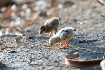 Two chicks are looking for food.