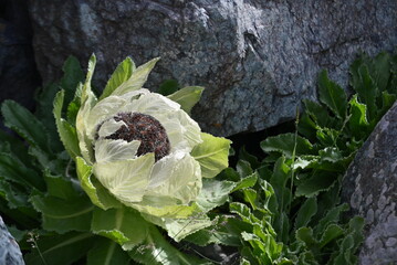 the snow lotus(Saussurea involucrata) in Xinjiang, China