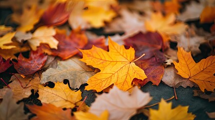 A vibrant collection of autumn leaves in various colors, creating a beautiful carpet on the ground, perfect for seasonal themes.