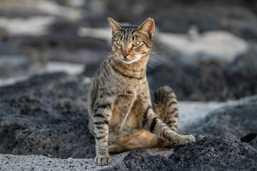 Stray cats at Magic Island Lagoon, Honolulu, Oahu, Hawaii