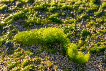 The water net (genus Hydrodictyon) is a taxon of freshwater green algae in the family Hydrodictyaceae.   Ala Moana Regional / beach Park，Honolulu, Oahu Hawaii.