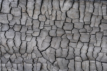 Charcoal, burnt tree trunks, Kahaluu, Honolulu, Oahu, Hawaii
