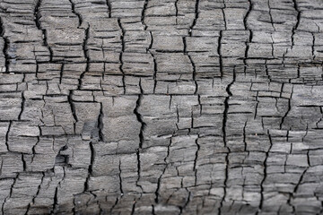 Charcoal, burnt tree trunks, Kahaluu, Honolulu, Oahu, Hawaii