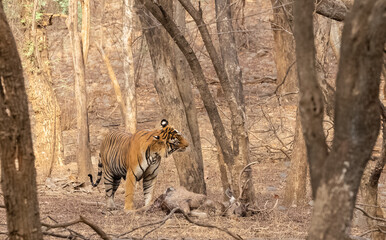 Male tiger with a sambar deer kill in the forest of Ranthambore tiger reserve.