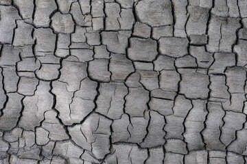 Charcoal, burnt tree trunks, Kahaluu, Honolulu, Oahu, Hawaii