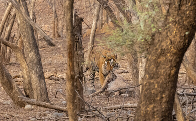 Male tiger with a sambar deer kill in the forest of Ranthambore tiger reserve.
