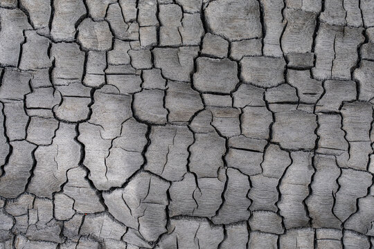 Charcoal, burnt tree trunks, Kahaluu, Honolulu, Oahu, Hawaii